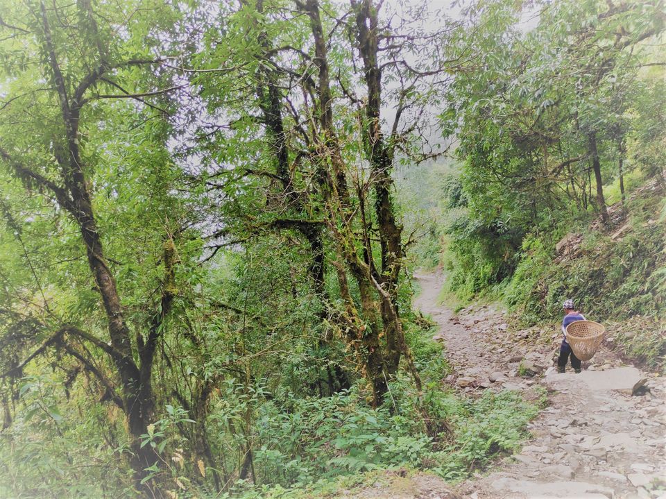 Photo of Hike to Australian Base Camp by Ankita Upadhyay