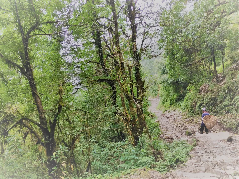 Photo of Hike to Australian Base Camp by Ankita Upadhyay