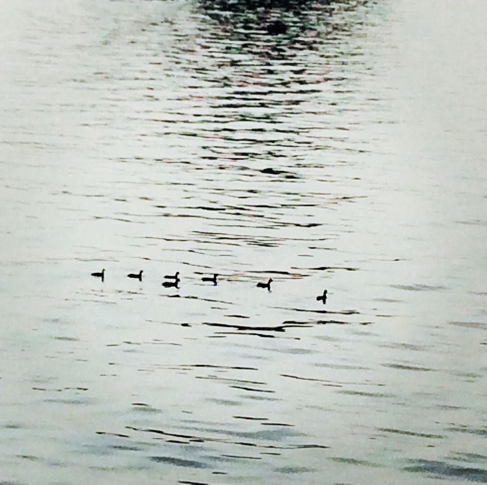 Photo of Udaipur Exploration!!! 19/22 by Shweta Singh