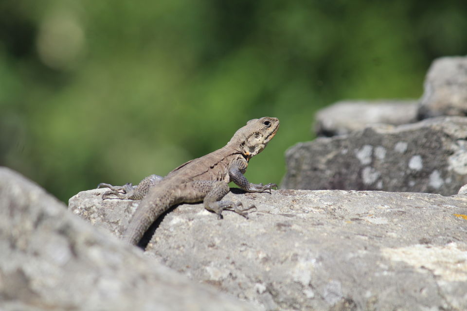 Photo of Bekaltal-Brahamtaal Himalyan Adventure Trek by Anshul Sharma