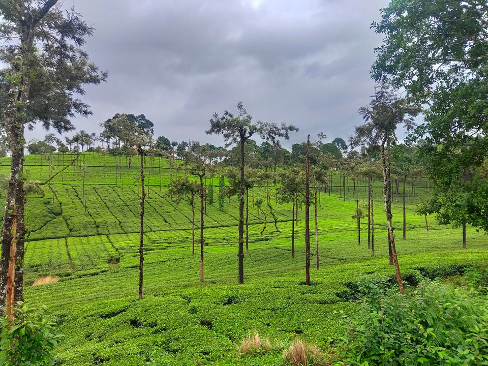 Photo of Forest stay at Bandipur by Midhun