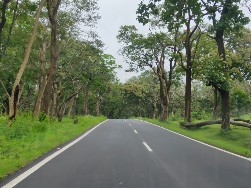 Photo of Forest stay at Bandipur by Midhun