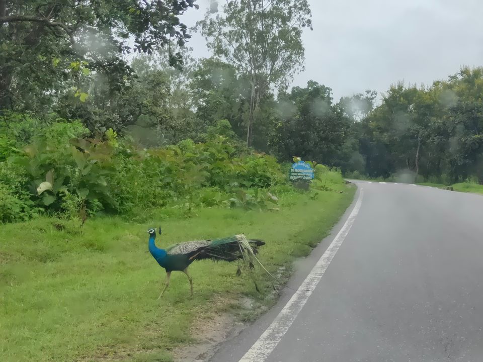 Photo of Forest stay at Bandipur by Midhun
