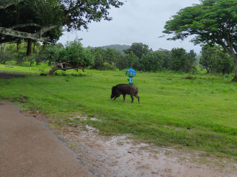 Photo of Bandipura Tiger Reserve by Midhun