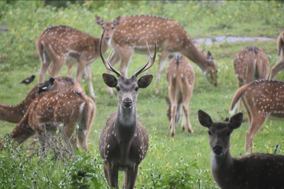 Photo of Bandipura Tiger Reserve by Midhun