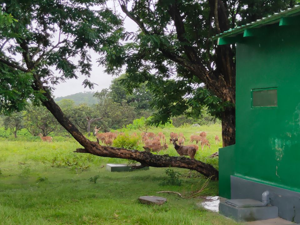 Photo of Bandipura Tiger Reserve by Midhun