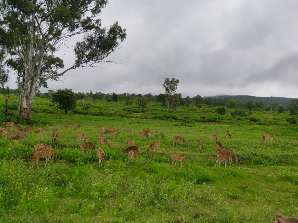 Photo of Forest stay at Bandipur by Midhun