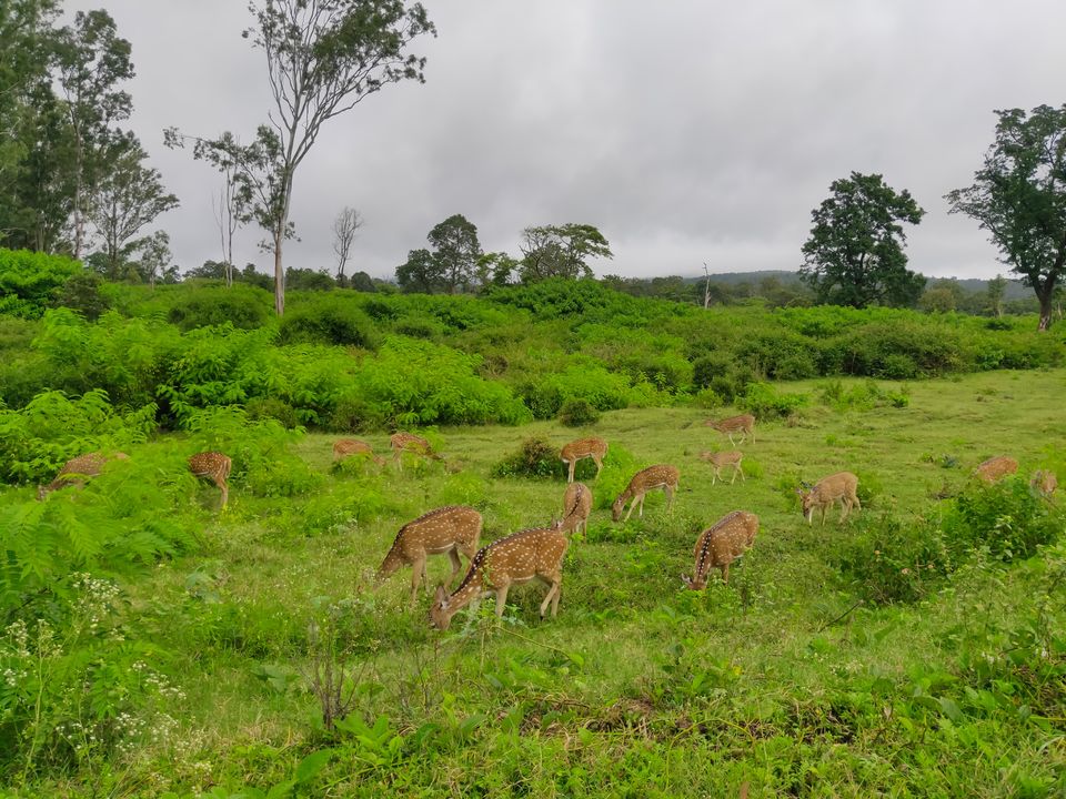 Photo of Forest stay at Bandipur by Midhun