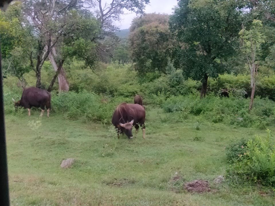 Photo of Forest stay at Bandipur by Midhun