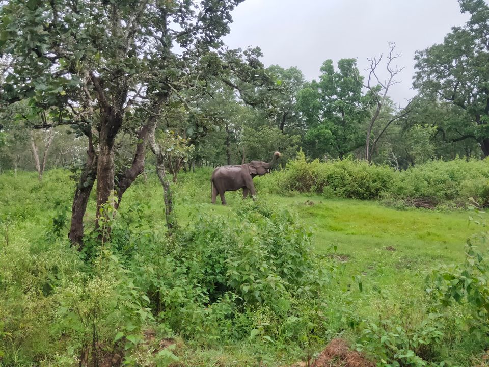 Photo of Forest stay at Bandipur by Midhun