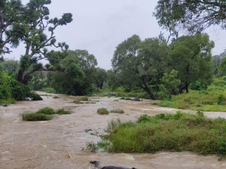 Photo of Forest stay at Bandipur by Midhun