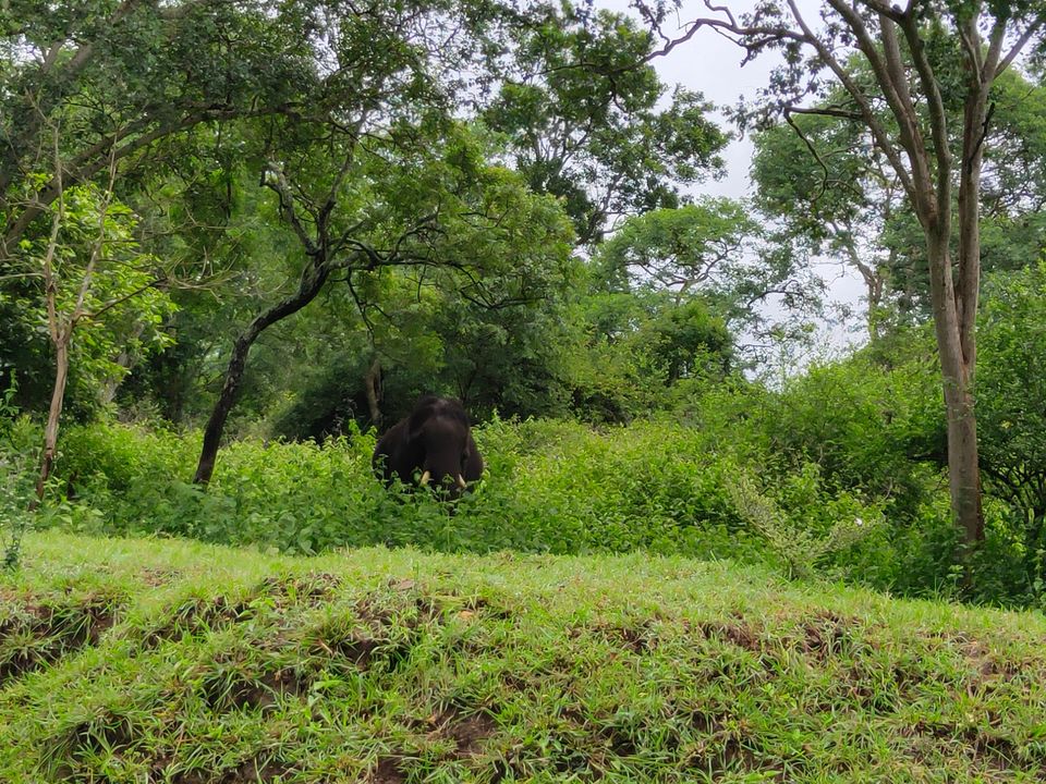 Photo of Forest stay at Bandipur by Midhun