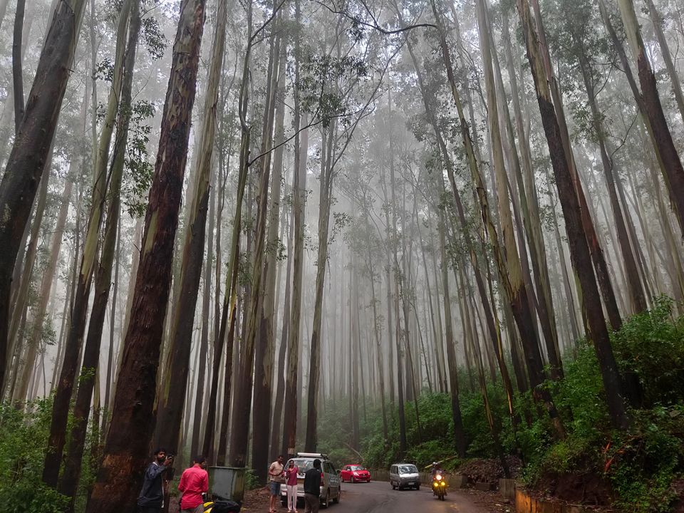 Photo of Forest stay at Bandipur by Midhun