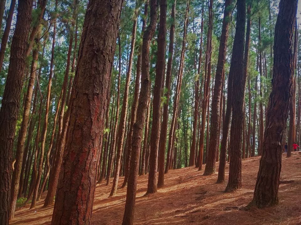 Photo of Family Trip to Vagamon & Idukki by Midhun