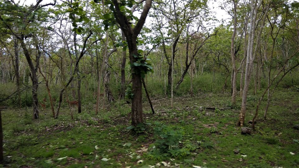 Photo of Into the Wild - Trip to Wayanad & Mudumalai by Midhun