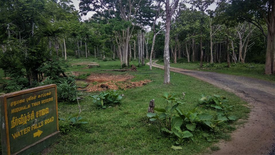 Photo of Into the Wild - Trip to Wayanad & Mudumalai by Midhun