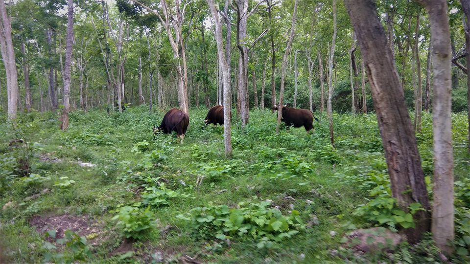 Photo of Into the Wild - Trip to Wayanad & Mudumalai by Midhun