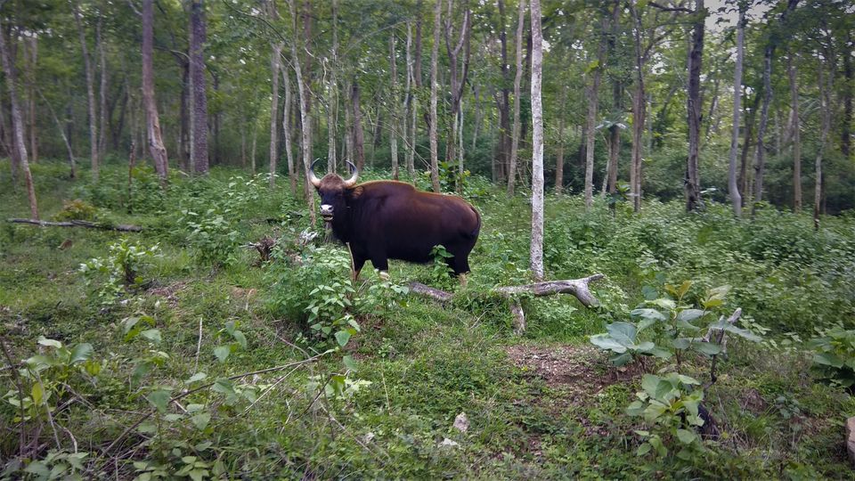 Photo of Into the Wild - Trip to Wayanad & Mudumalai by Midhun