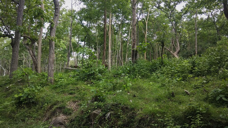Photo of Into the Wild - Trip to Wayanad & Mudumalai by Midhun