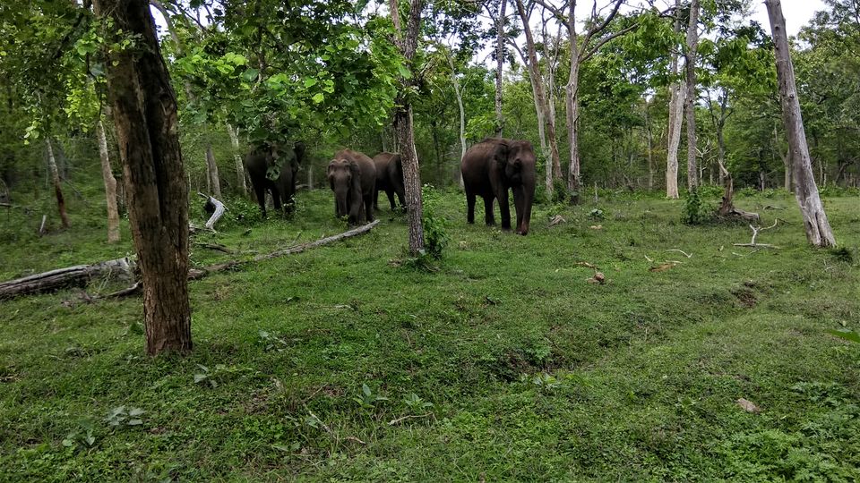 Photo of Into the Wild - Trip to Wayanad & Mudumalai by Midhun