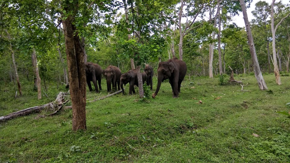 Photo of Into the Wild - Trip to Wayanad & Mudumalai by Midhun