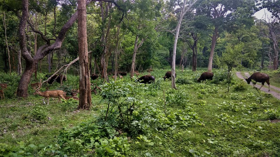 Photo of Into the Wild - Trip to Wayanad & Mudumalai by Midhun