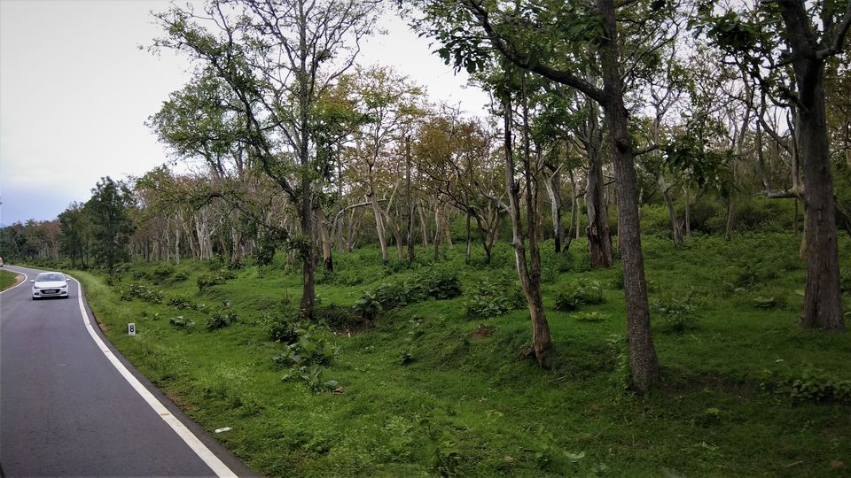 Photo of Into the Wild - Trip to Wayanad & Mudumalai by Midhun