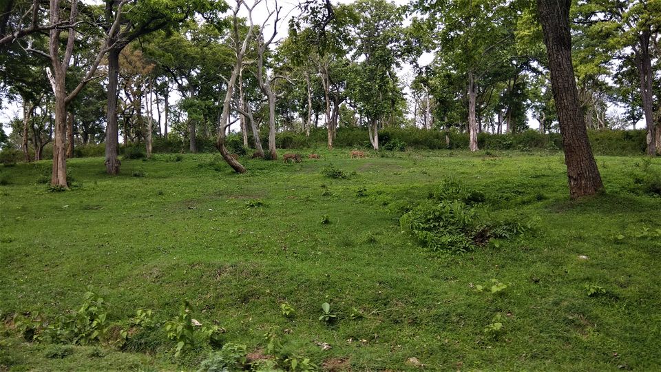 Photo of Into the Wild - Trip to Wayanad & Mudumalai by Midhun