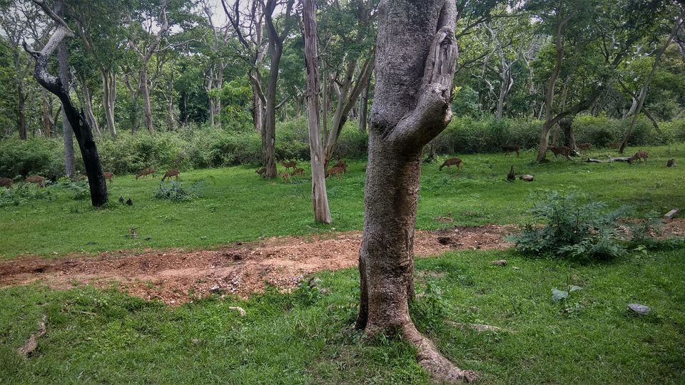 Photo of Into the Wild - Trip to Wayanad & Mudumalai by Midhun