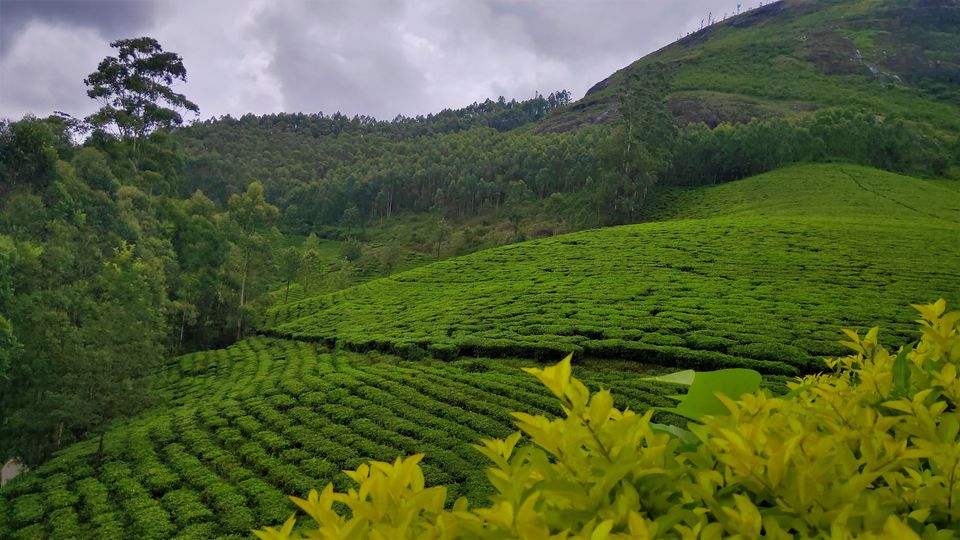 Photo of Magical Munnar Trip by Midhun