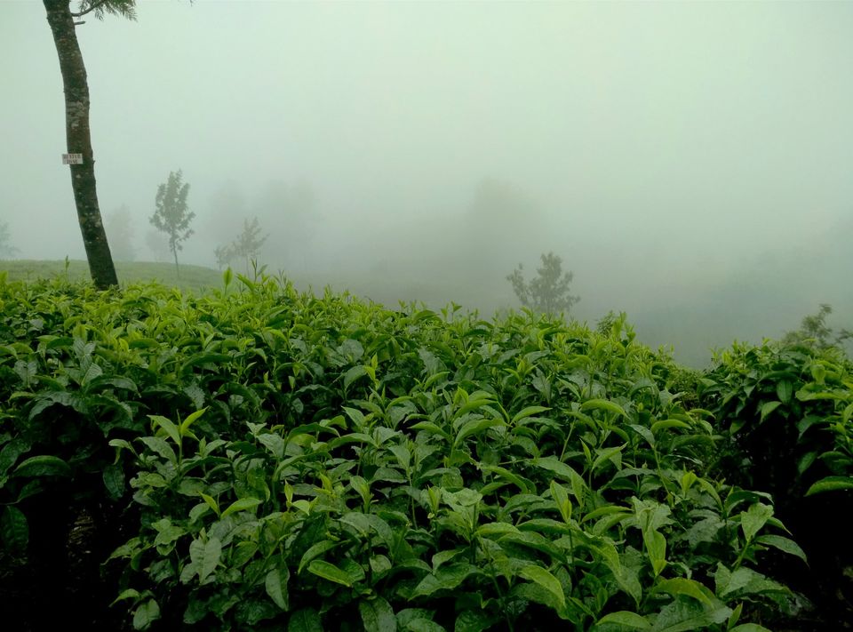 Photo of Short trip to Munnar and Top station 15/24 by Prakash Bhakuni