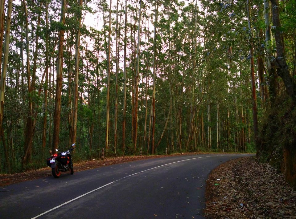 Photo of Short trip to Munnar and Top station 17/24 by Prakash Bhakuni