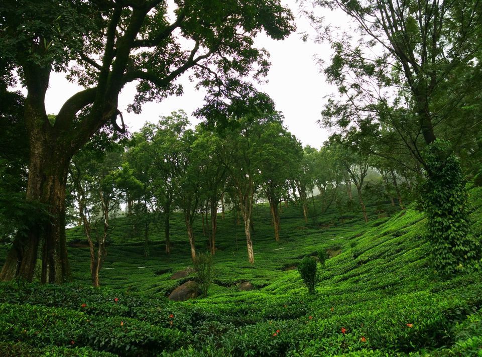 Photo of Short trip to Munnar and Top station 24/24 by Prakash Bhakuni