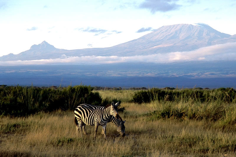 Photo of 2 Days Amboseli Safari 2/2 by Benson Mwakugu