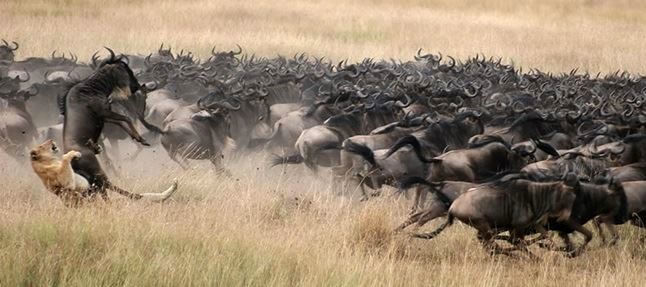 Photo of 3 Days Masai Mara Safari, Kenya 1/4 by Benson Mwakugu
