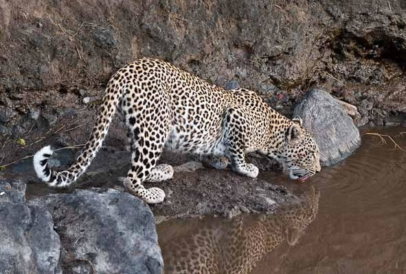 Photo of 3 Days Masai Mara Safari, Kenya 4/4 by Benson Mwakugu