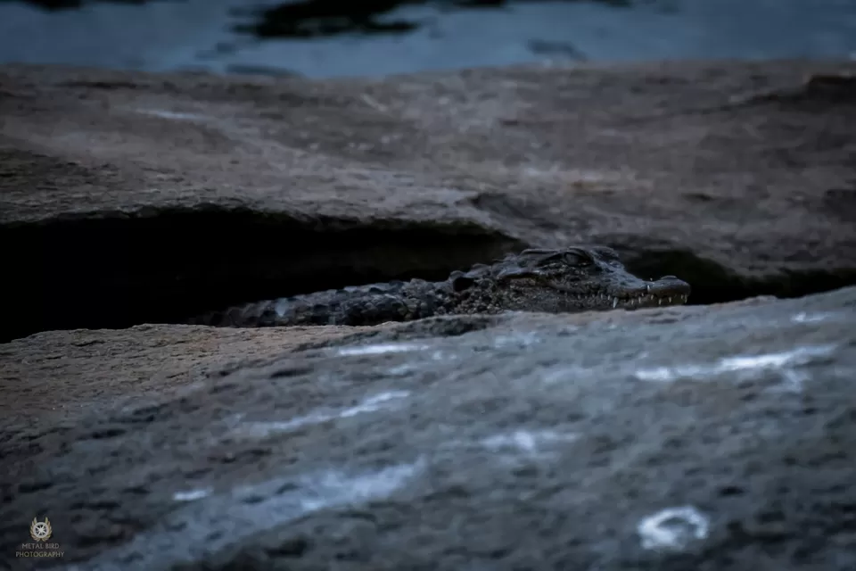 Photo of Ranganathittu Bird Sanctuary, Srirangapatna, Karnataka, India by Vishnuram M