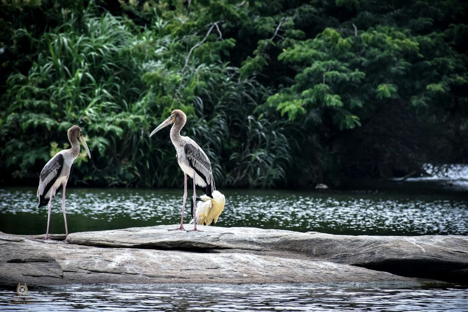Photo of Ranganathittu Bird Sanctuary, Srirangapatna, Karnataka, India by Vishnuram M