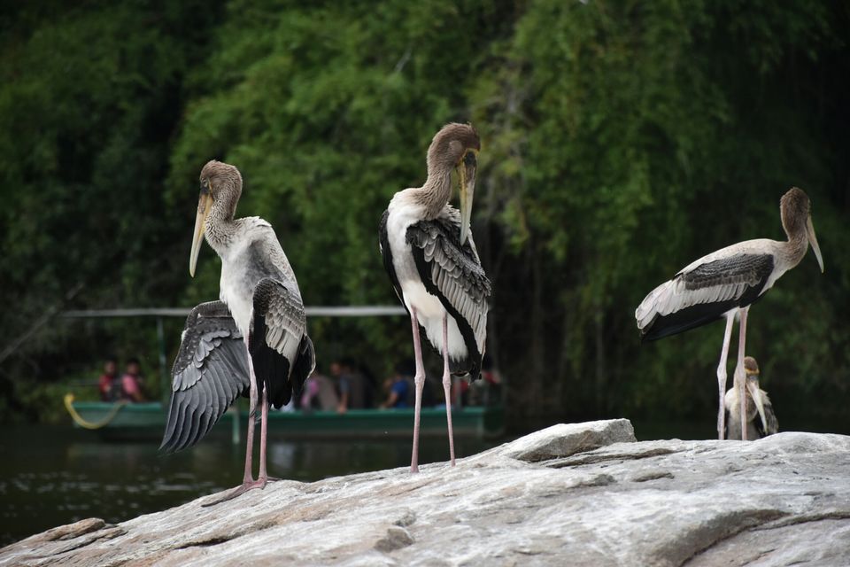 Photo of Ranganathittu Bird Sanctuary, Srirangapatna, Karnataka, India by Vishnuram M