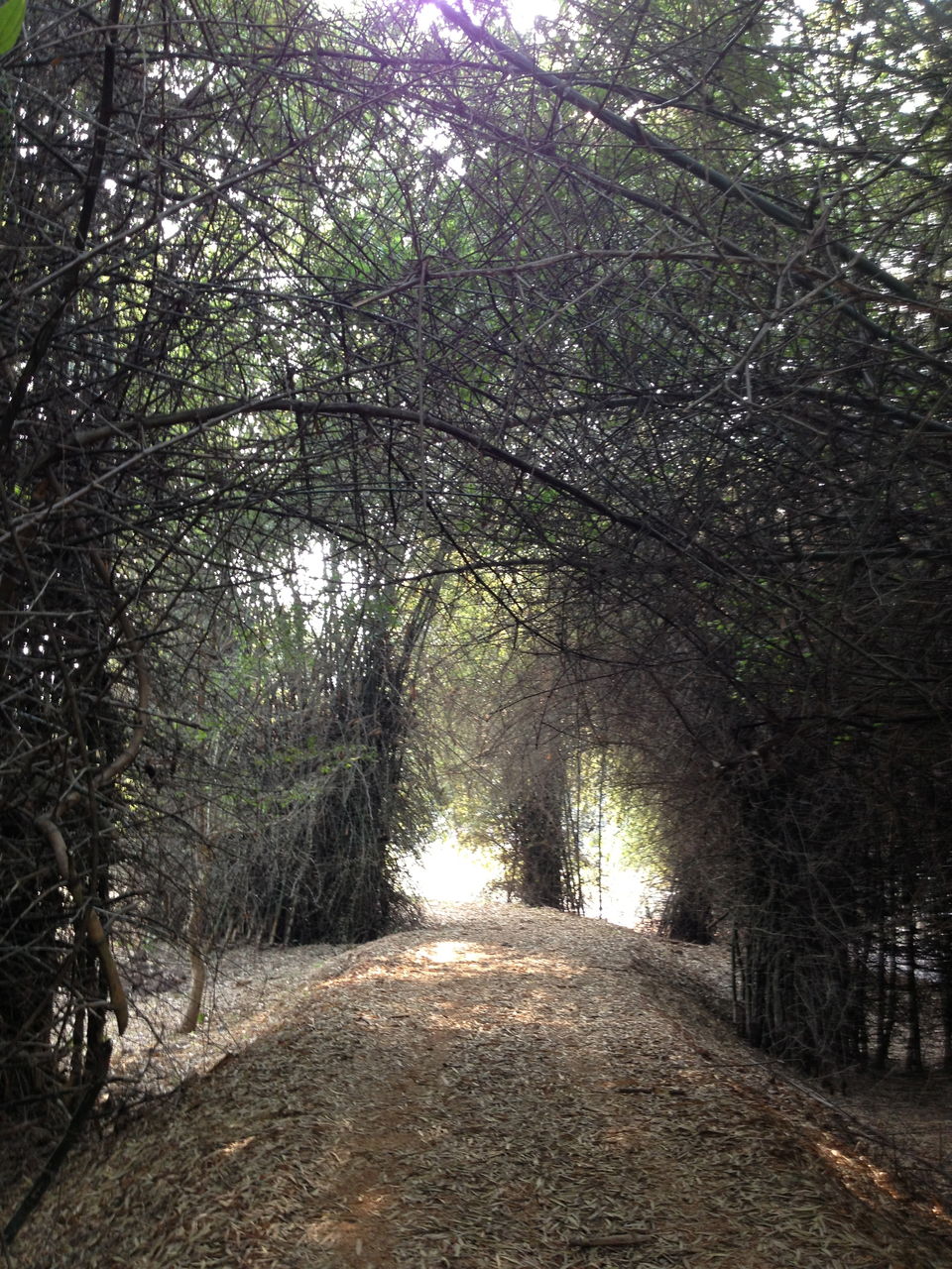 Photo of Chandaka Reserve Forest, Bhubaneswar, Odisha, India by Bappaditya Bhattacharya