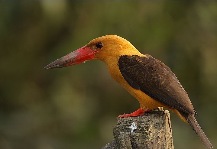 Photo of Kendrapara, Odisha, India by Bappaditya Bhattacharya