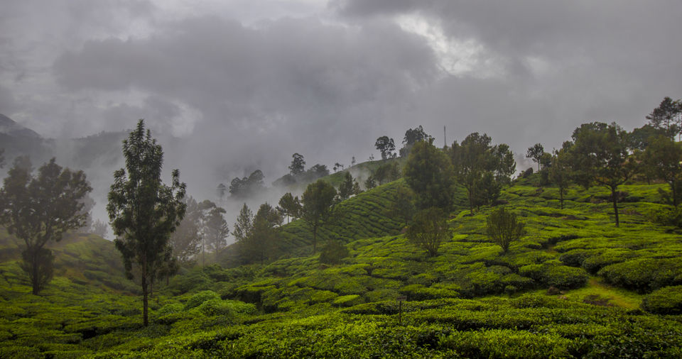 Photo of Munnar, Kerala, India by Bappaditya Bhattacharya