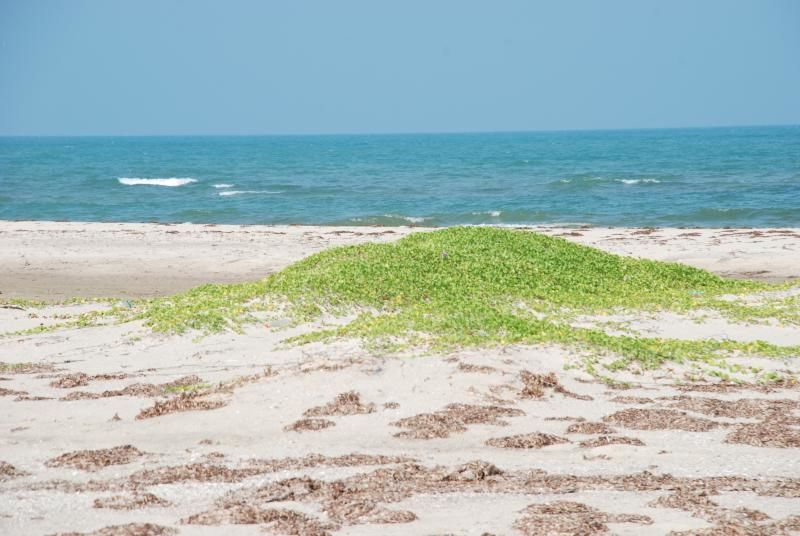 Photo of Dhanushkodi, Tamil Nadu, India by Bappaditya Bhattacharya