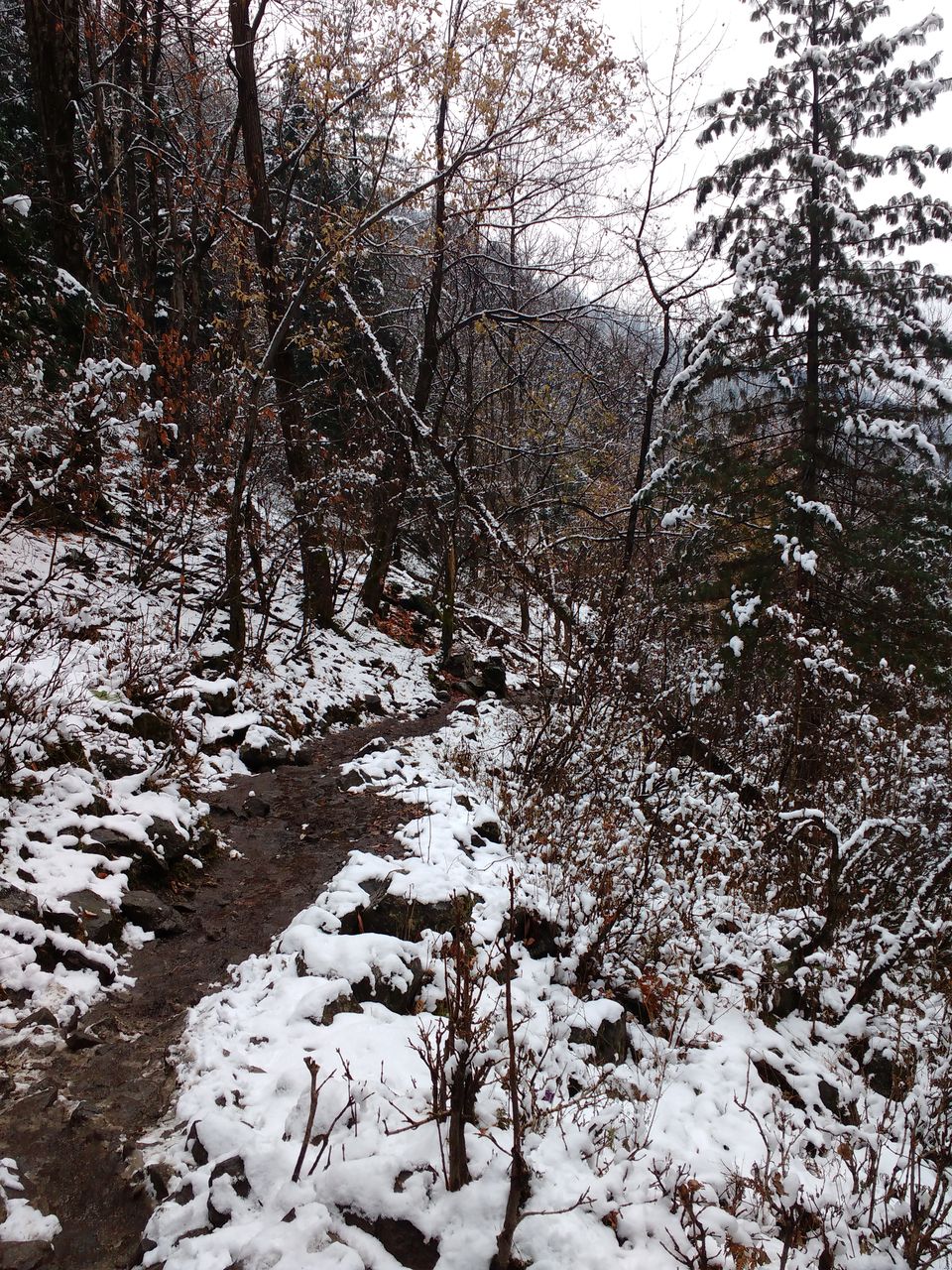 Photo of Kheerganga : A mystical Fairyland 14/25 by Kush Gupta