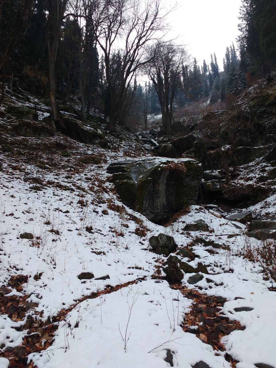 Photo of Kheerganga : A mystical Fairyland 19/25 by Kush Gupta