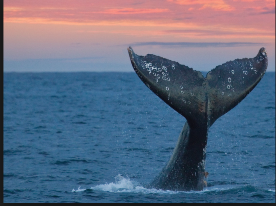 Photo of 7 Things you should know before planning your dream trip to Alaska by vidhi bubna