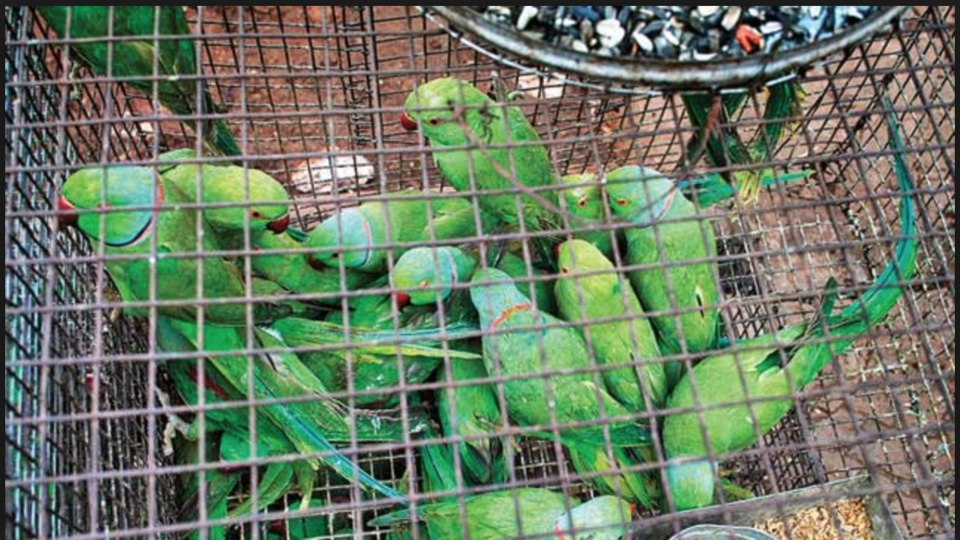 Photo of Here's why your trip to Mumbai is incomplete if you haven't been to Crawford Market by vidhi bubna