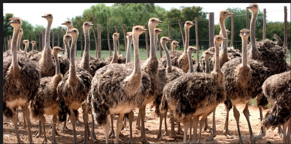 Photo of 5 things that you have to do in South Africa to make the most of it 1/5 by vidhi bubna
