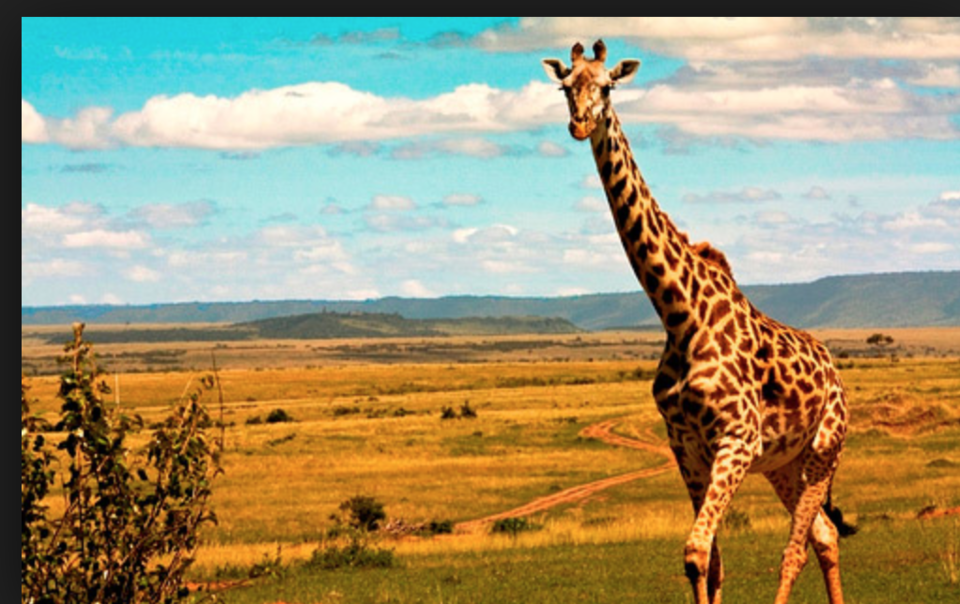 Photo of 5 things that you have to do in South Africa to make the most of it 3/5 by vidhi bubna
