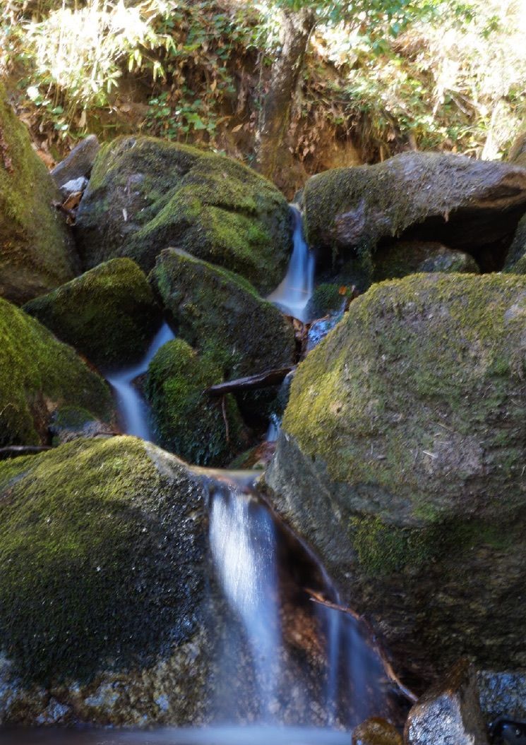 Photo of It wasn't a trek, it was an experience at Brahmatal with Indiahikes - Day 1 by vidhi bubna